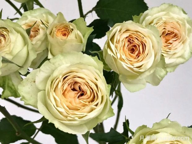 牛油果泡泡月季(图1) 牛油果泡泡月季(图1)