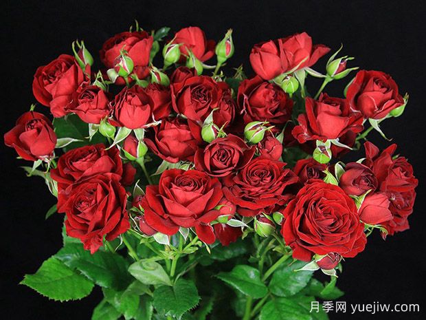 红色泡泡月季Red Bubbles(图1)