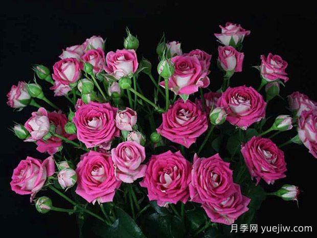 神奇泡泡月季(图1) 神奇泡泡月季(图1)