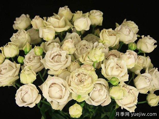 银色泡泡月季(图1) 银色泡泡月季(图1)