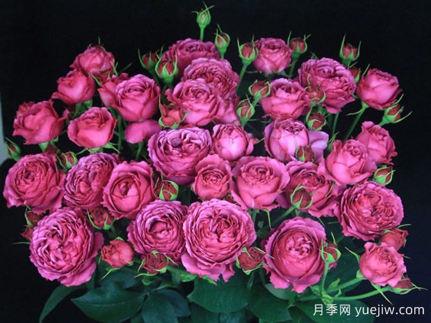 财富泡泡月季(图1) 财富泡泡月季(图1)