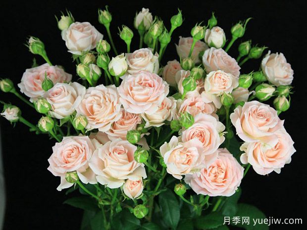 萨米娜泡泡月季(图1)