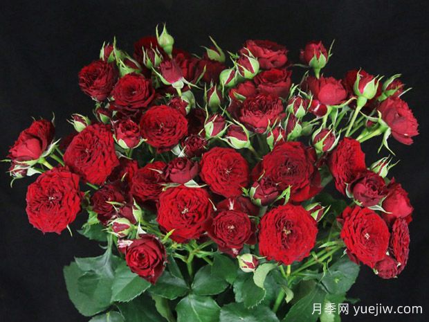 纽扣泡泡月季(图1) 纽扣泡泡月季(图1)