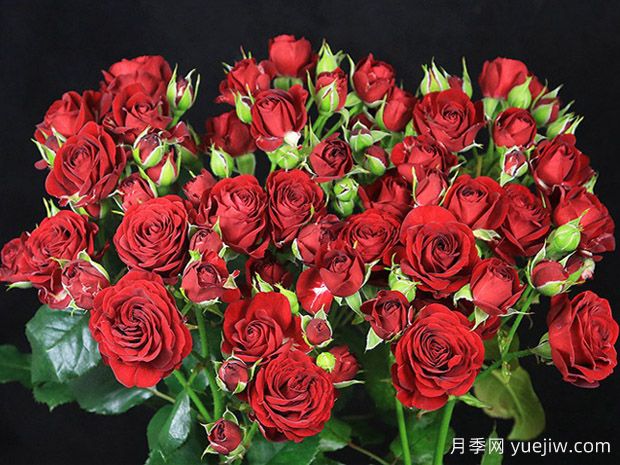 腮红泡泡月季(图1)