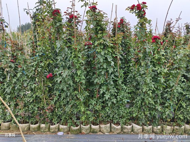 8月藤本月季基地批发价格(图2)
