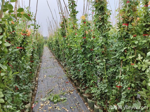 8月藤本月季基地批发价格(图4)