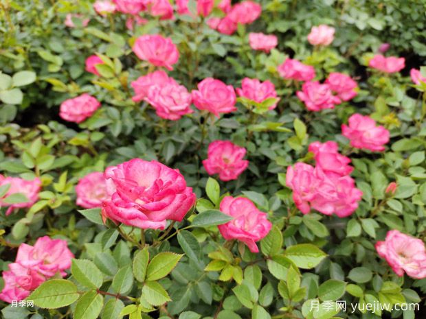 超级多花的市政绿化和谐月季批发(图2) 超级多花的市政绿化和谐月季批发(图2)