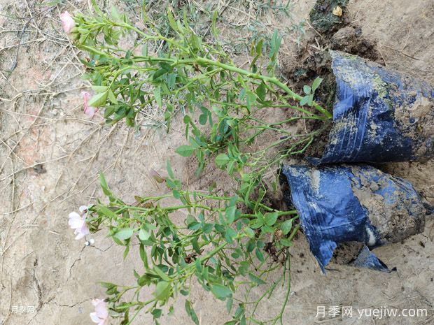 超级多花的市政绿化和谐月季批发(图3) 超级多花的市政绿化和谐月季批发(图3)