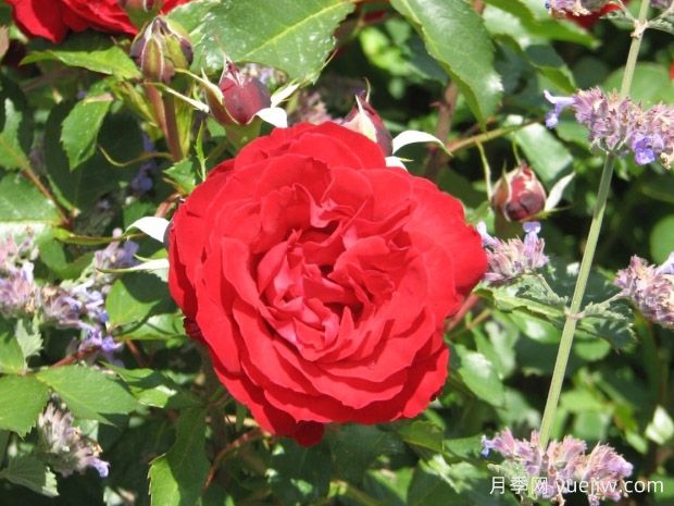 美女雷妮月季(图1) 美女雷妮月季(图1)