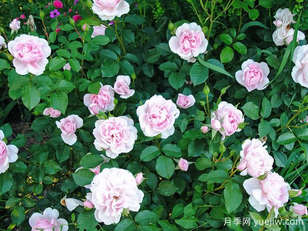 娜塔莎理查森月季(图2) 娜塔莎理查森月季(图2)