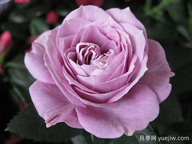 拉米炫耀月季介绍和优缺点(图1)