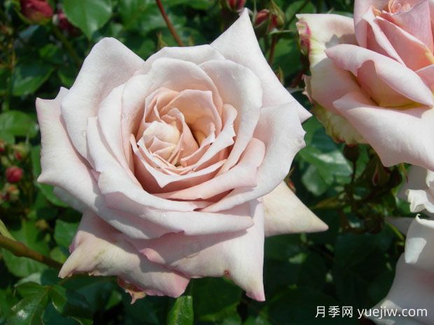 珍爱之宝月季(图1)