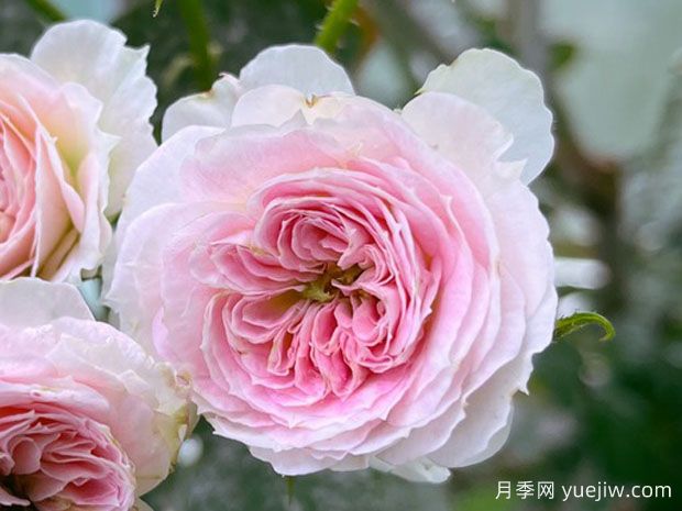 瑟西月季/喀耳刻月季(图1)