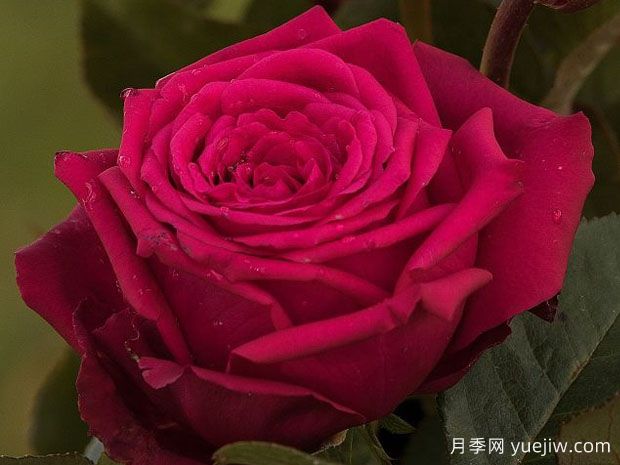 高贵月季/贵族月季(图1) 高贵月季/贵族月季(图1)
