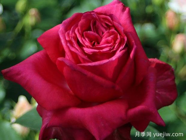 高贵月季/贵族月季(图2) 高贵月季/贵族月季(图2)