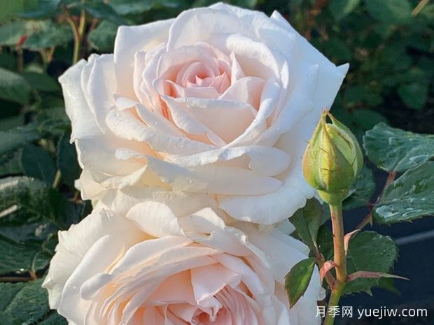 雪海香踪月季/兰扎乌伯爵夫人(图2) 雪海香踪月季/兰扎乌伯爵夫人(图2)