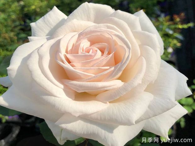 雪海香踪月季/兰扎乌伯爵夫人(图1) 雪海香踪月季/兰扎乌伯爵夫人(图1)