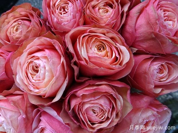 卡哈拉月季(图1) 卡哈拉月季(图1)