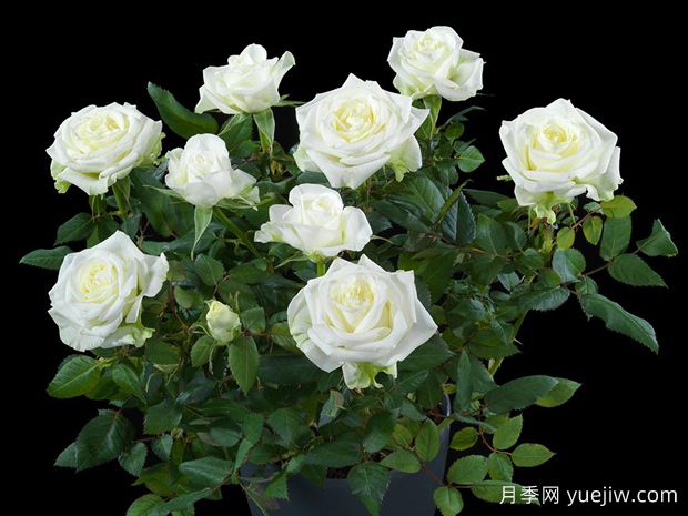 北极宝石月季(图2) 北极宝石月季(图2)