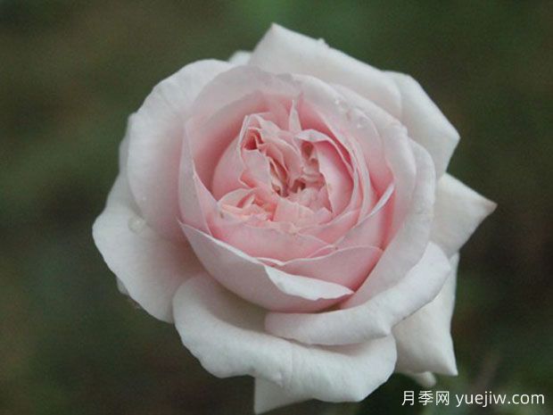 伊芙芳香喷泉月季/伊芙封丹(图1)