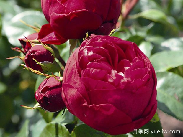 皇家钢琴月季(图1) 皇家钢琴月季(图1)