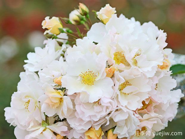 画师玛丽月季(图1) 画师玛丽月季(图1)