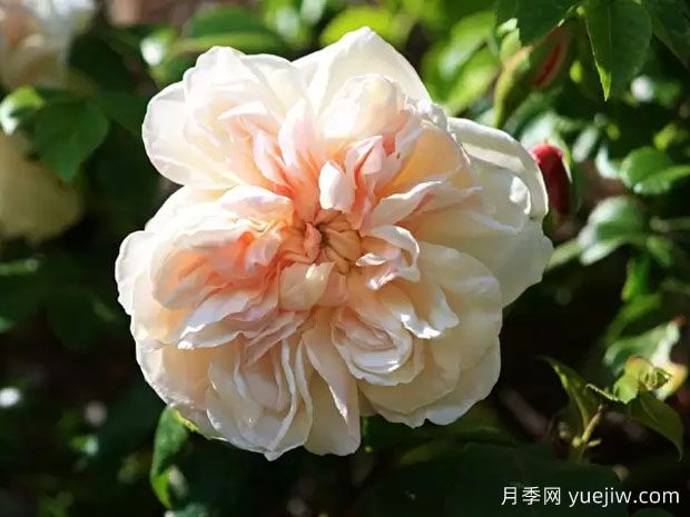 黄铜芙蓉月季(图1) 黄铜芙蓉月季(图1)