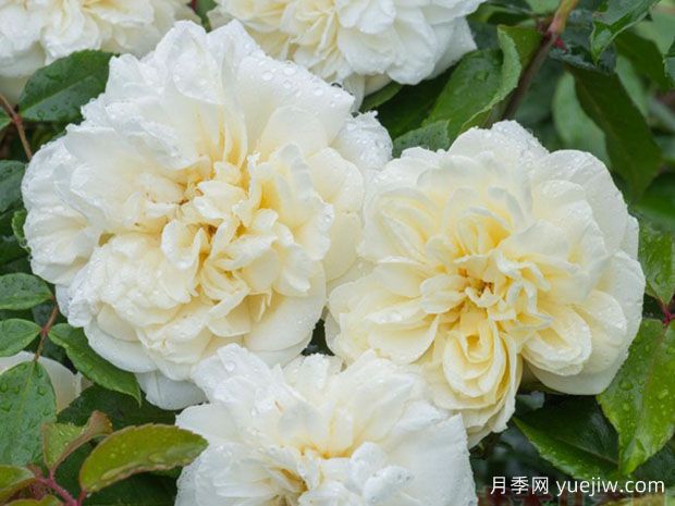 阿尔贝里克月季(图2) 阿尔贝里克月季(图2)