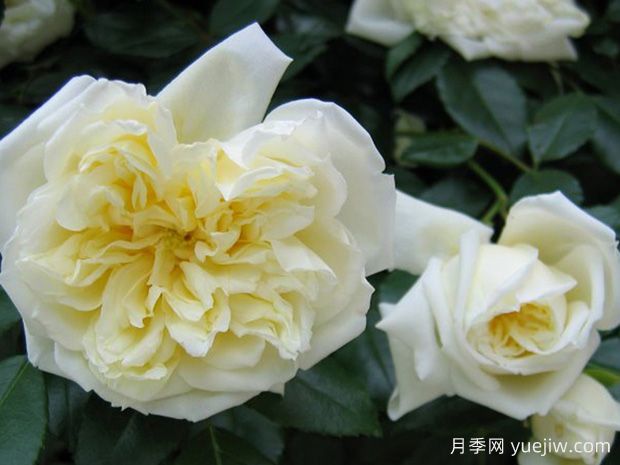 阿尔贝里克月季(图3) 阿尔贝里克月季(图3)