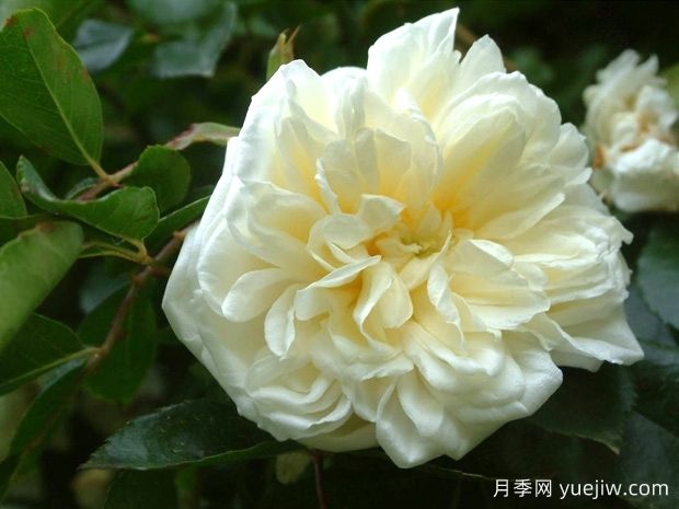 阿尔贝里克月季(图1) 阿尔贝里克月季(图1)