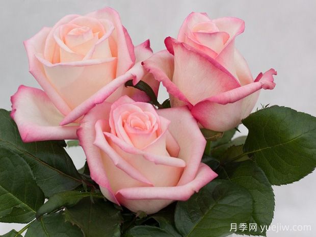 安玛蕾娜月季(图1) 安玛蕾娜月季(图1)