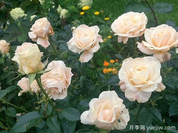 傲慢与偏见月季(图2) 傲慢与偏见月季(图2)