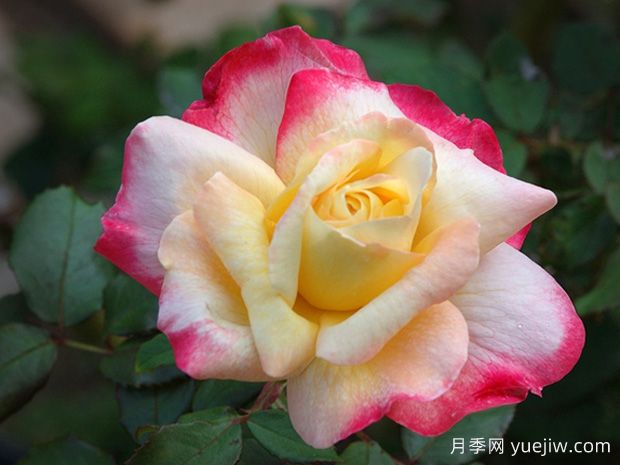 法国香水月季(图1) 法国香水月季(图1)