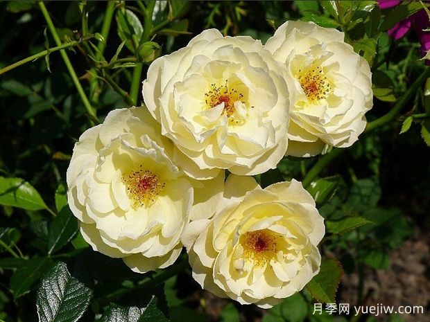 焦糖布丁月季/布罗德兰(图1) 焦糖布丁月季/布罗德兰(图1)