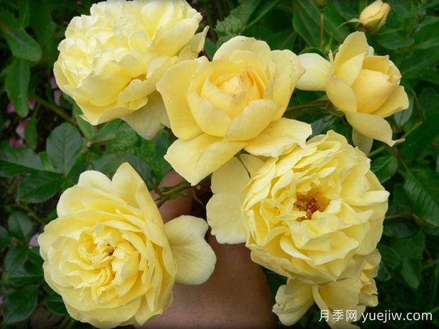 焦糖布丁月季/布罗德兰(图2) 焦糖布丁月季/布罗德兰(图2)