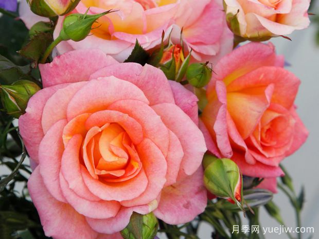 德科拉月季(图1)