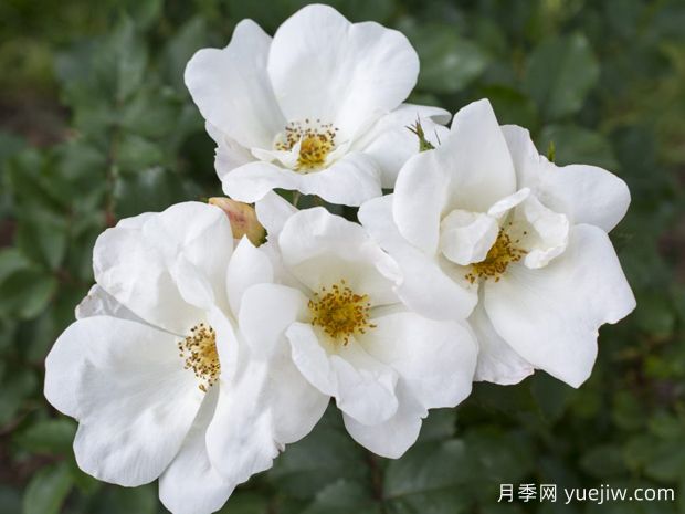 12款纯净洁白的月季品种推荐(图2) 12款纯净洁白的月季品种推荐(图2)