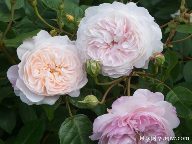阿尔布莱顿月季(图1) 阿尔布莱顿月季(图1)