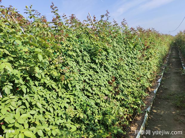 2米高粉龙月季网片批发,打造爆款花墙(图2) 2米高粉龙月季网片批发,打造爆款花墙(图2)