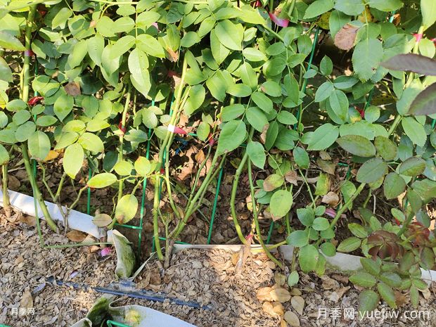 2米高粉龙月季网片批发,打造爆款花墙(图3) 2米高粉龙月季网片批发,打造爆款花墙(图3)