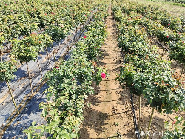 棒棒糖月季图片,南阳棒棒糖月季基地批发(图2) 棒棒糖月季图片,南阳棒棒糖月季基地批发(图2)