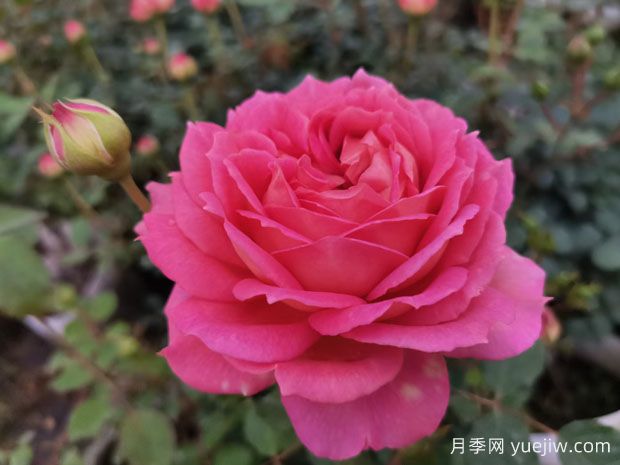 花店里的玫瑰是月季吗?月季专家告诉你(图1) 花店里的玫瑰是月季吗?月季专家告诉你(图1)