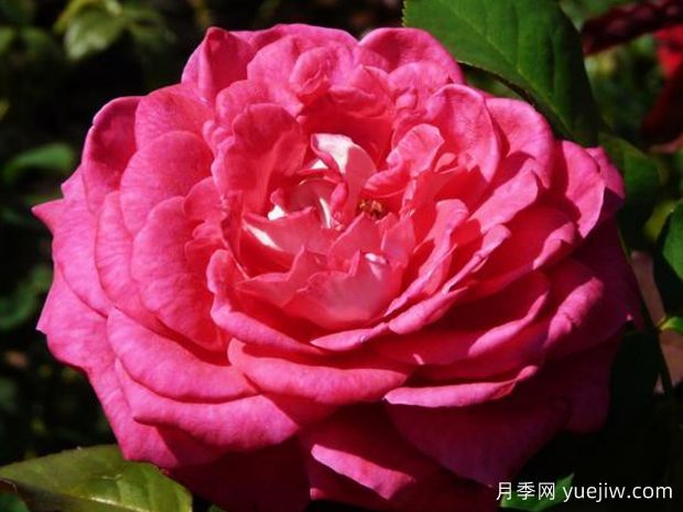 阿卡贝拉月季(图1) 阿卡贝拉月季(图1)