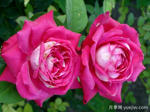 阿卡贝拉月季(图2) 阿卡贝拉月季(图2)