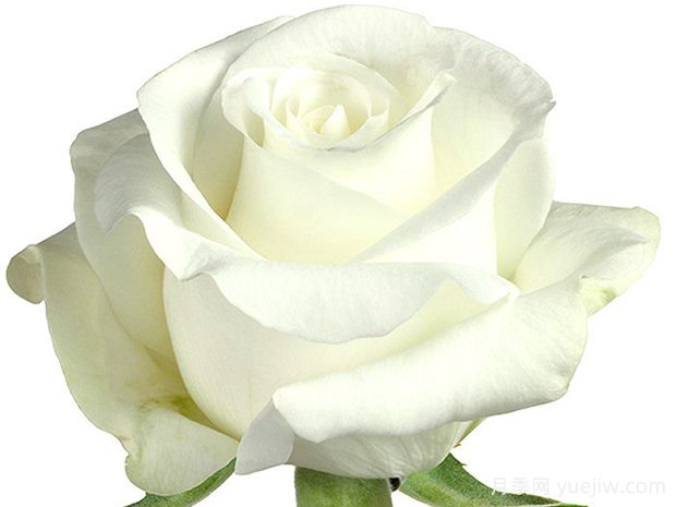 阿克多月季/尤美月季(图1)