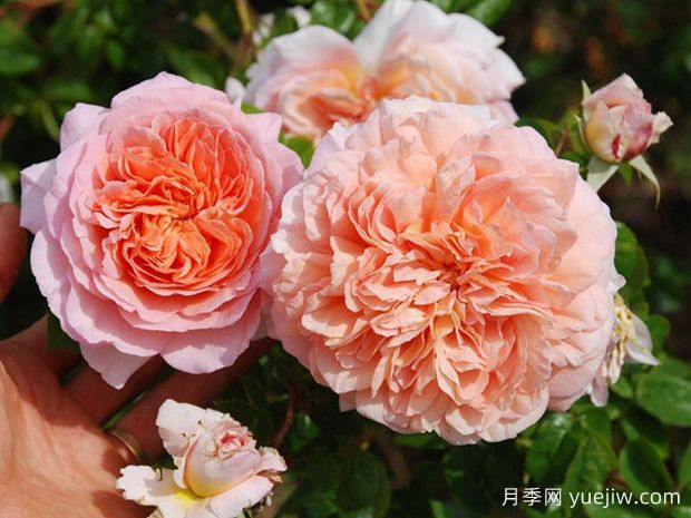 分享罕见的月季花品种，你见过吗(图1)