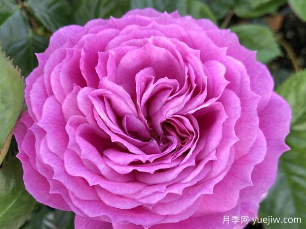 北极蓝月季(图1) 北极蓝月季(图1)