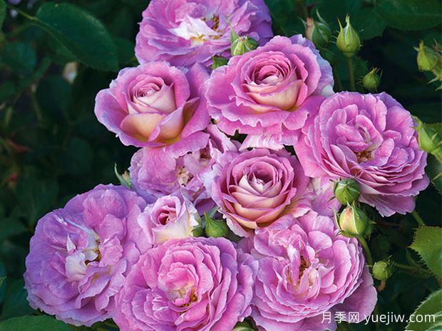 北极蓝月季(图2) 北极蓝月季(图2)