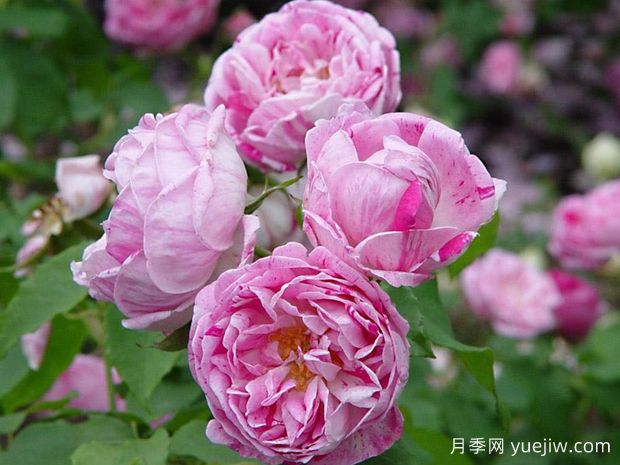 奥诺琳布拉邦月季(图1)
