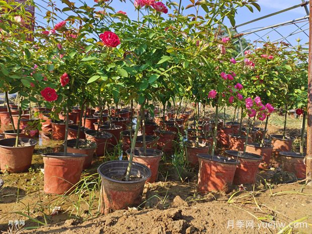 南阳基地盆景小青杆棒棒糖月季批发(图1) 南阳基地盆景小青杆棒棒糖月季批发(图1)